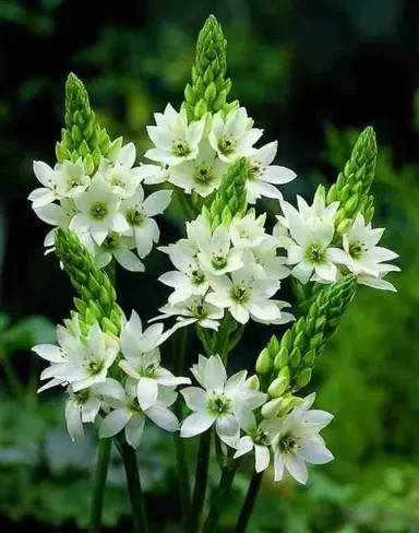 ornithogalum-thyrsoides-5