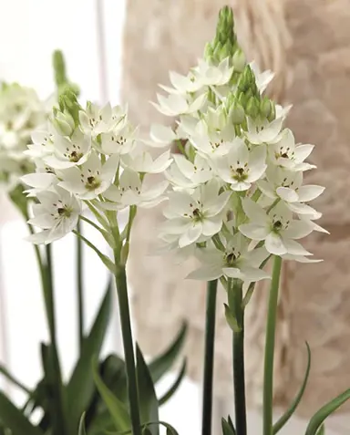 ornithogalum-thyrsoides-6