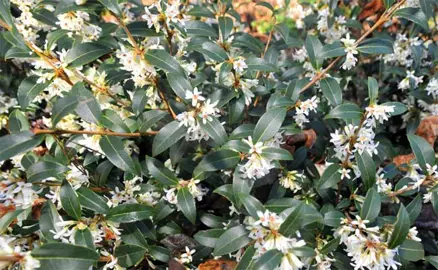 Osmanthus delavayi green foliage and white flowers.