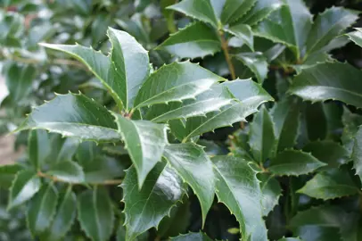 Osmanthus fortunei dark green foliage.