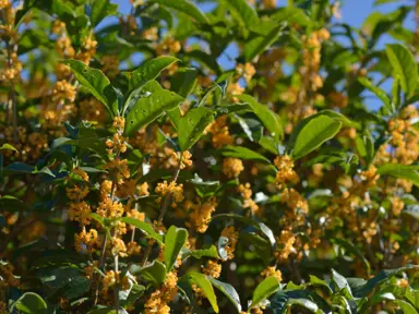 osmanthus-fragrans-1