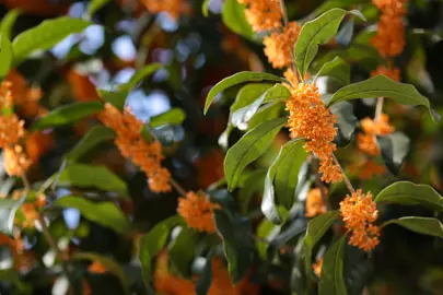 osmanthus-fragrans-2