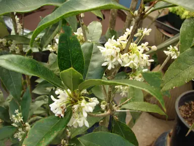 Osmanthus fragrans plant with white flowers and green foliage.