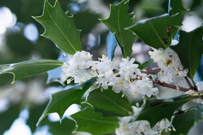 osmanthus-heterophyllus-