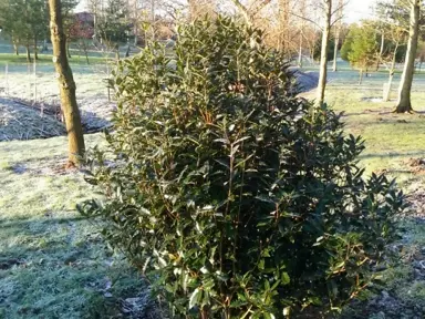 osmanthus-heterophyllus-purpureus-1