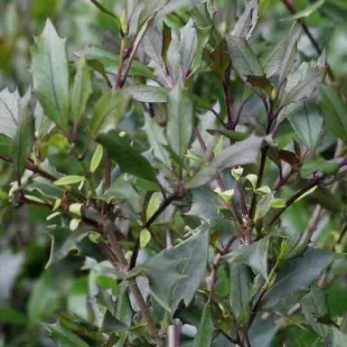 osmanthus-heterophyllus-purpureus-2