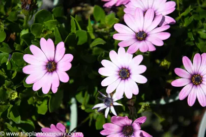 osteospermum-daydream--1