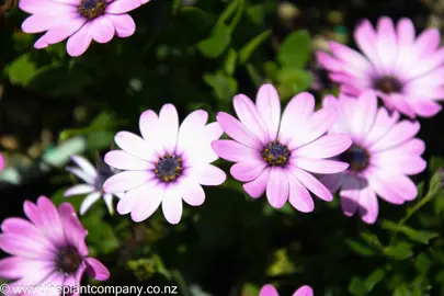 osteospermum-daydream-