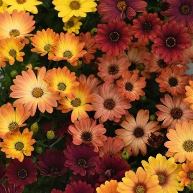 osteospermum-sunset-