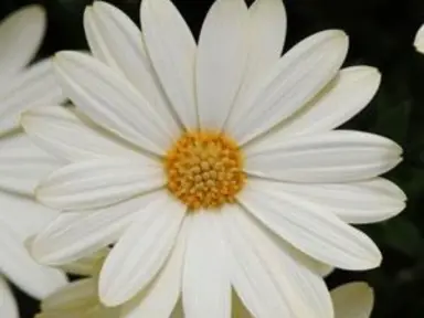 osteospermum-white-lightning--1