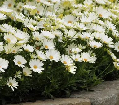 osteospermum-white-lightning-