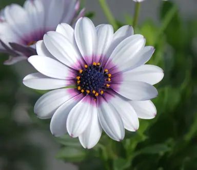 osteospermum-white-purple-eye--1