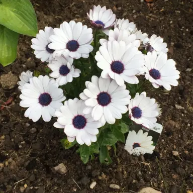 osteospermum-white-purple-eye-