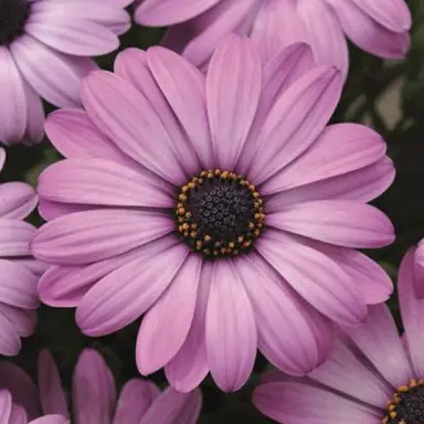 osteospermum-asti-lavender-