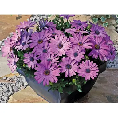 osteospermum-asti-lavender-1