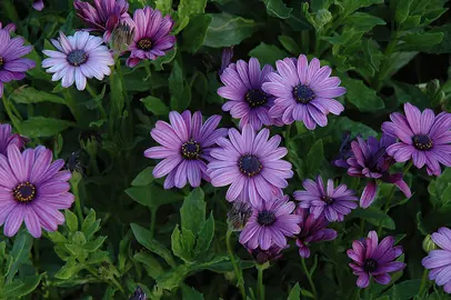 osteospermum-asti-lavender-2