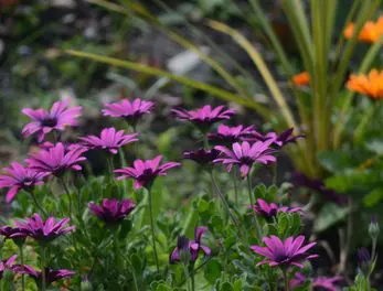 osteospermum-burgundy-star-1