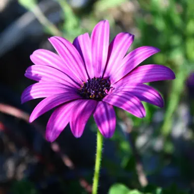 osteospermum-burgundy-star-2