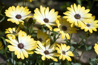 osteospermum-buttermilk-