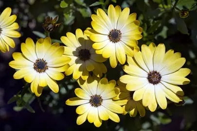 osteospermum-buttermilk-1