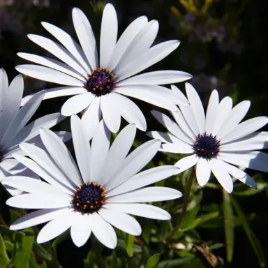 osteospermum-ice-white-1