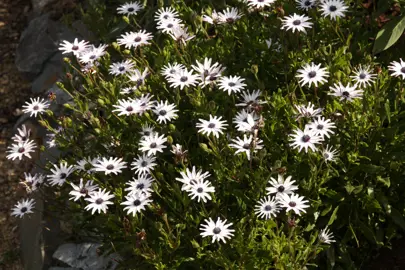 osteospermum-starry-eyes-