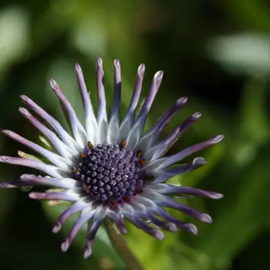 osteospermum-starry-eyes-1