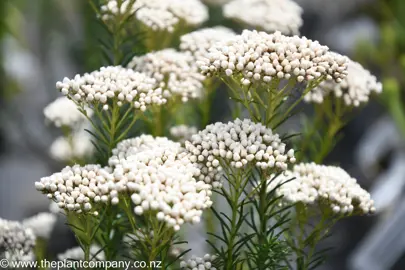 ozothamnus-springtime-white--2