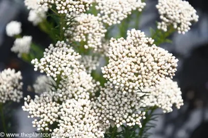 ozothamnus-springtime-white--3