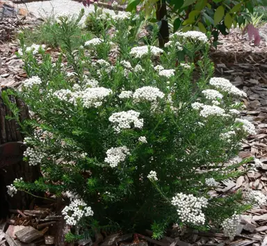 ozothamnus-springtime-white-