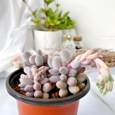 Pachyphytum machucae plant in a pot.