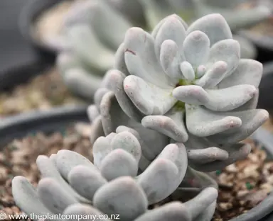 pachyphytum-oviferum--2