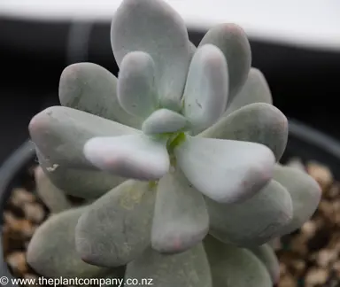 pachyphytum-oviferum--3