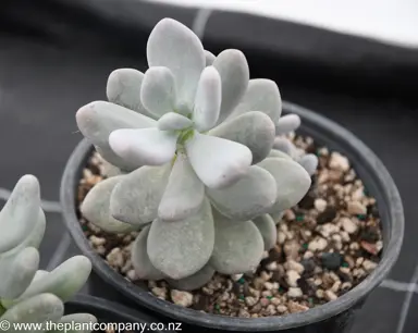 pachyphytum-oviferum--4