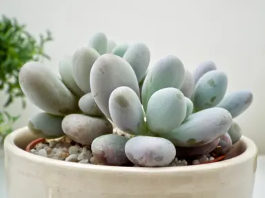 pachyphytum-oviferum-