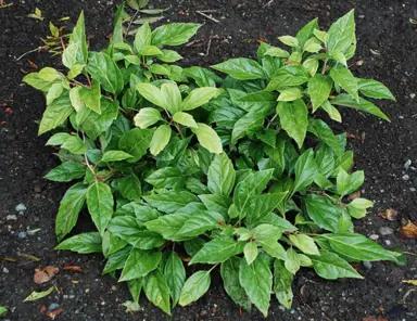 Pachysandra axillaris plant.