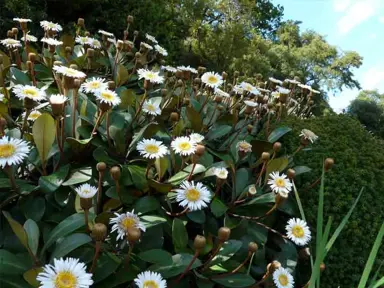 pachystegia-rufra-4