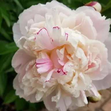 peony-shirley-temple-1