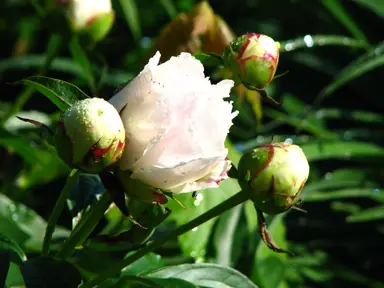 peony-shirley-temple-3