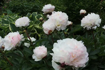 peony-shirley-temple-4