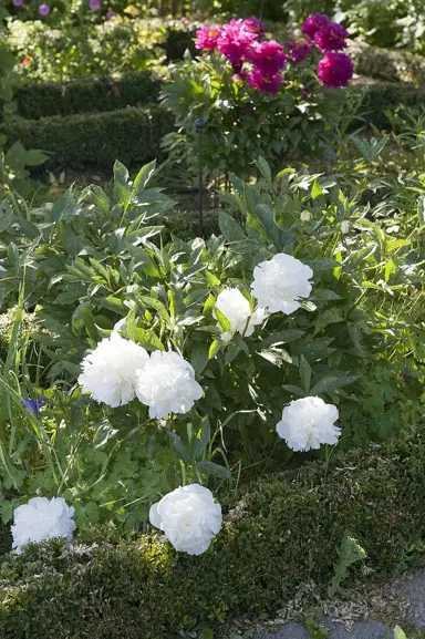 peony-shirley-temple-5