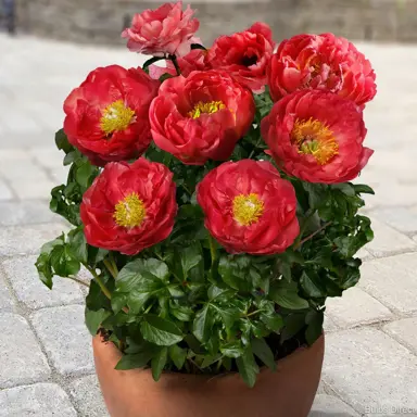 Paeonia moscow plant in a pot with red flowers.