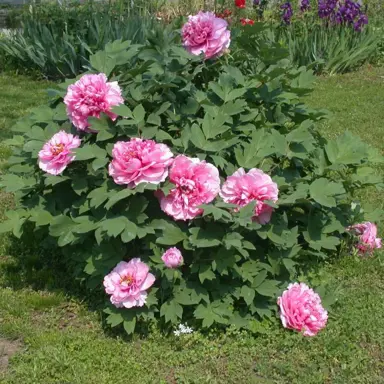 paeonia-suffruticosa-