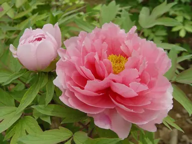 paeonia-suffruticosa-1