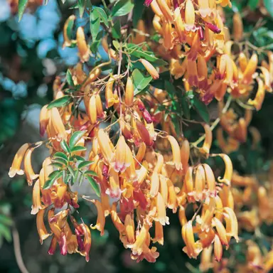 Pandorea 'Golden Showers' plant with yellow flowers.