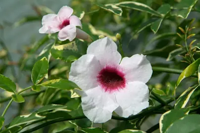 Pandorea jasminoides Charisma plant with variegated leaves and pink flowers.