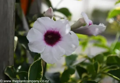 pandorea-jasminoides-variegata--1