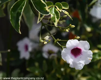 pandorea-jasminoides-variegata--2