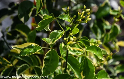 pandorea-jasminoides-variegata--3