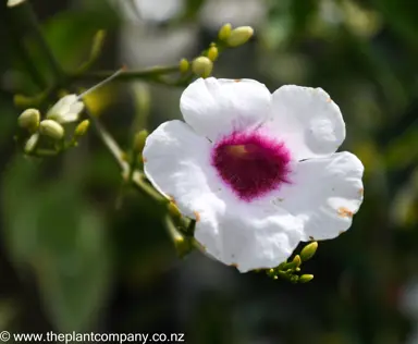 pandorea-jasminoides-variegata-